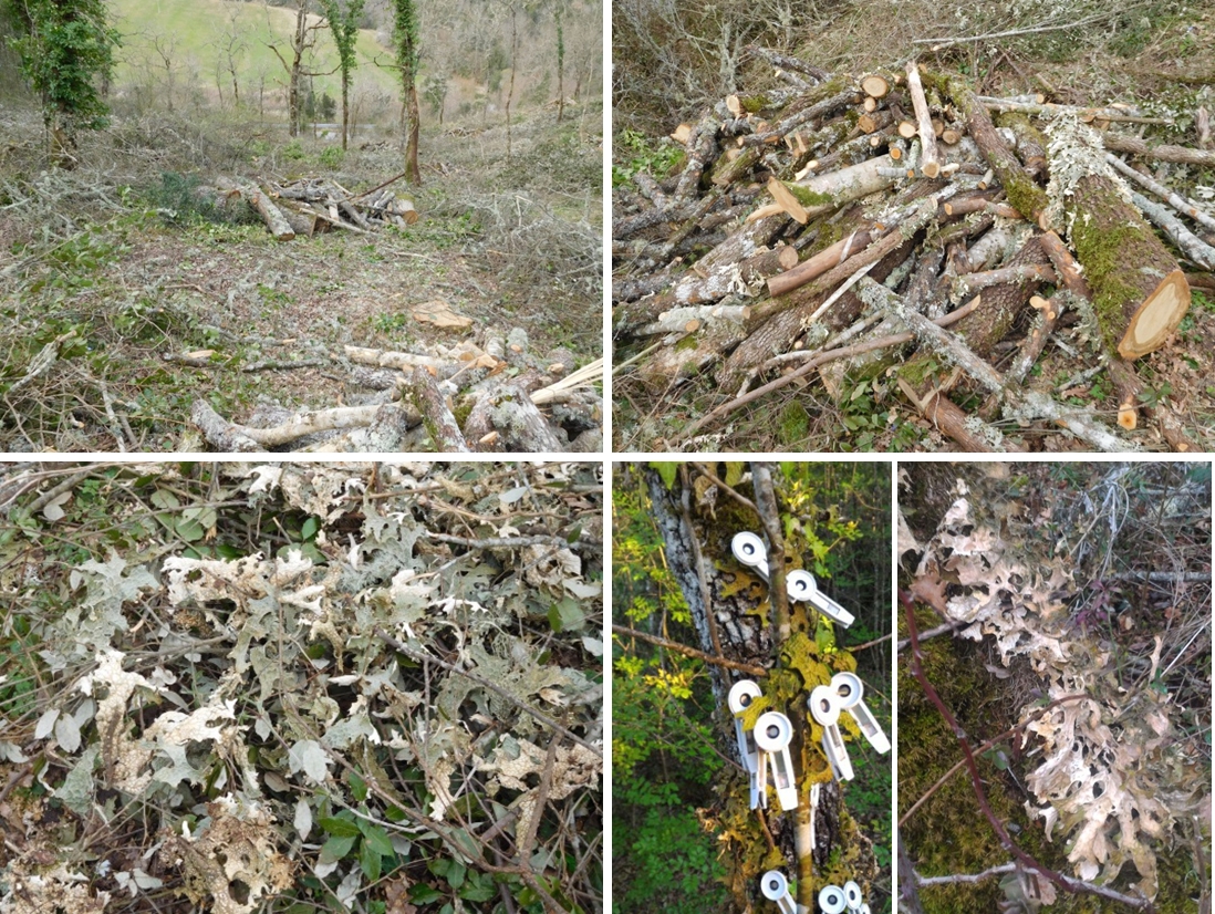 Lobaria pulmonaria - Fig 1